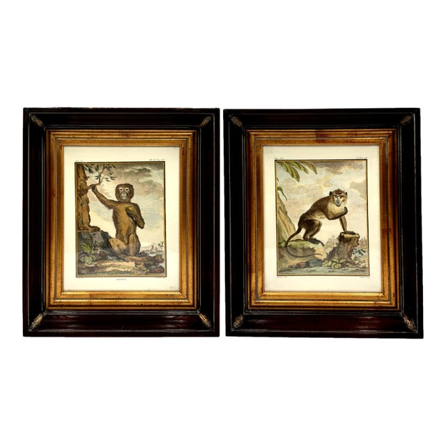 Vintage French Natural History Monkey Reproduction Prints Art & Gilded Wood Frames - A Pair For Sale