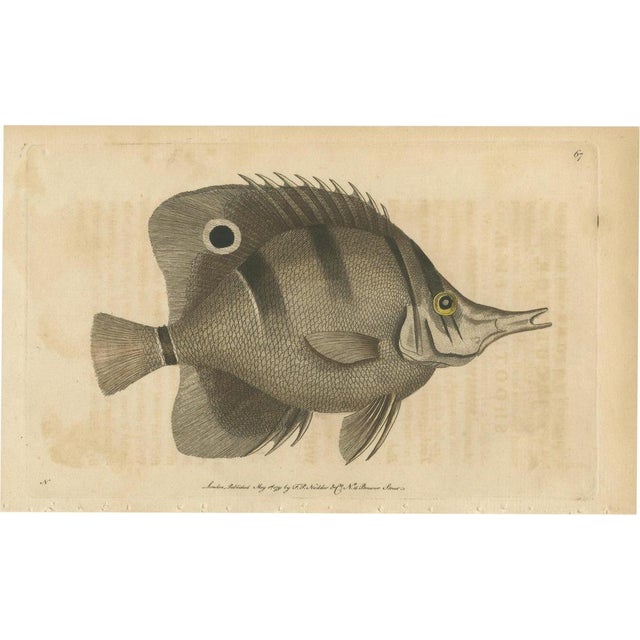 Long-Nosed Surgeonfish, 1794, Print on Paper For Sale - Image 12 of 12