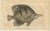 Long-Nosed Surgeonfish, 1794, Print on Paper For Sale - Image 12 of 12