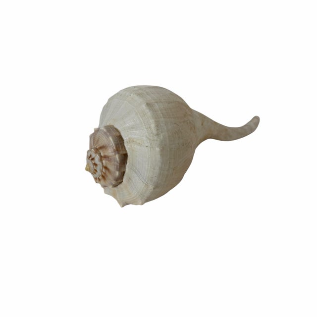 White Vintage Large Lightning Welk Shell For Sale - Image 8 of 8
