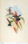 This is a special-edition facsimile of the Blue-tailed Mango Hummingbird or Lampornis Viridis (Plate 78) from Volume II of...