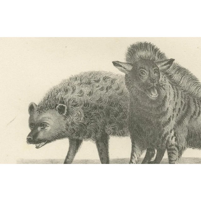 C.C. G. Zool., The Striped, Spotted, and Brown Hyenas in Detail, 1836, Lithograph For Sale - Image 4 of 11