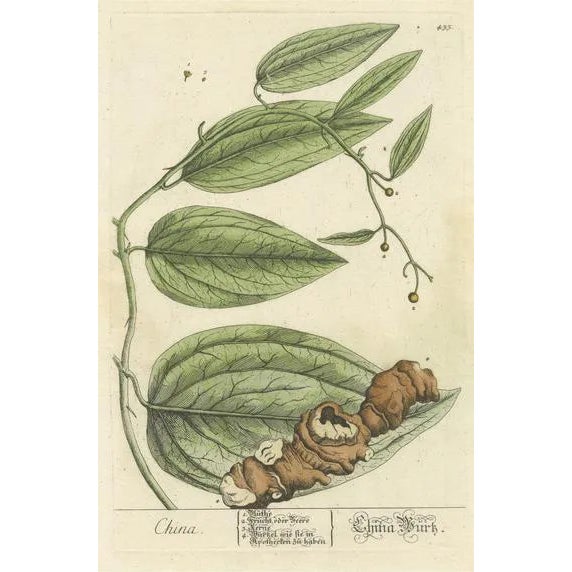 Blackwell, Botanical Illustration of Chinaroot, Print | Chairish