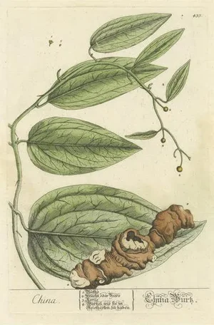 Blackwell, Botanical Illustration of Chinaroot, Print