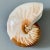 Late 20th Century Vintage Nautilus Shell Sculptural Ceramic Bud Vase – Coastal Decor For Sale - Image 5 of 6