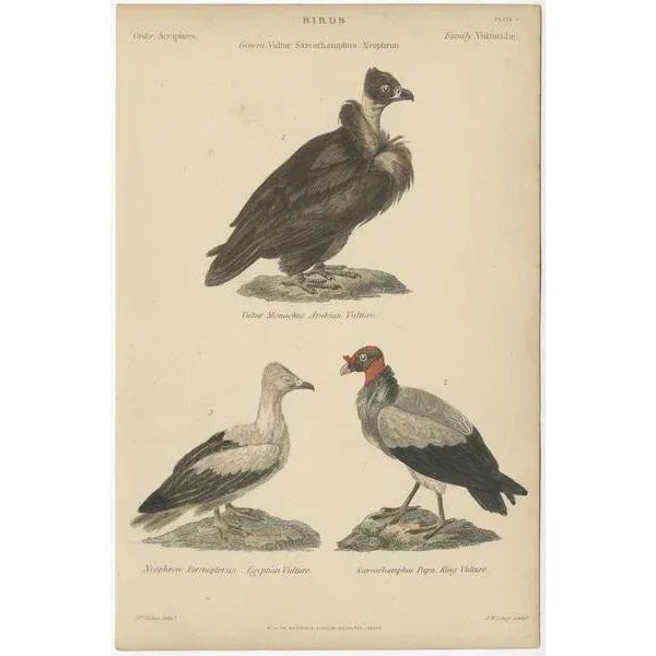 Arabian Vulture, 1860, Paper For Sale - Image 3 of 5