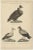 Arabian Vulture, 1860, Paper For Sale - Image 3 of 5