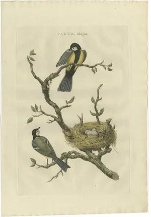 Sepp and Nozeman, Great Tit Bird with Eggs, 1789, Paper