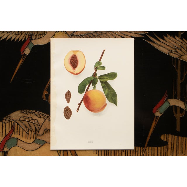 1900s U. P. Hedrick, Original Antique Photogravure of Smock Peaches For Sale In Dallas - Image 6 of 7