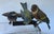 Here we have a rectangular art glass dish with three Vienna cold painted birds drinking the water , each signed Geschutz ,...