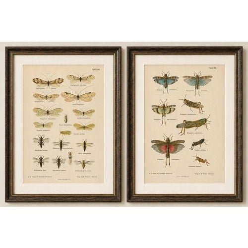 Set of two entomological lithographs from die geradflügler, germany, 1908 : an elegant pair of original color lithographs...