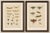 Set of two entomological lithographs from die geradflügler, germany, 1908 : an elegant pair of original color lithographs...