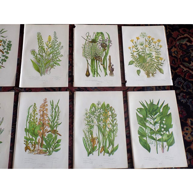 Realism Authentic Antique 19th Century Botanical Lithographs - Set of 12 For Sale - Image 3 of 6
