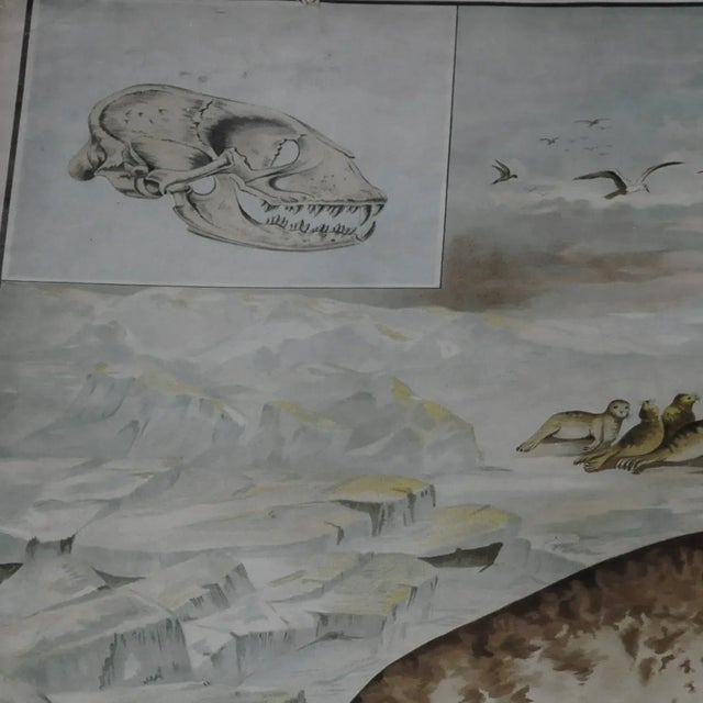 The vintage-look poster print shows the appearance of a seal in wildlife. colorful print on thick paper, almost cardboard....