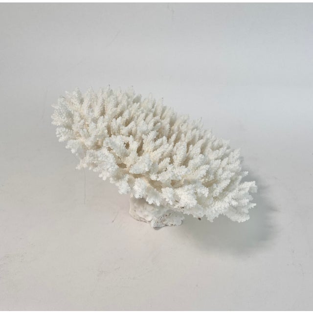 Natural Table Coral Specimen Coastal Decor For Sale - Image 4 of 5