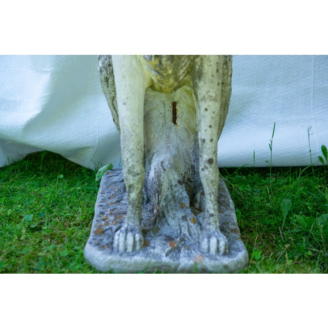 Pair of European 1930s Life Size Borzoi Russian Wolfhound Dogs For Sale - Image 11 of 12