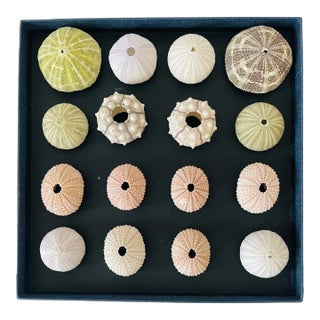 Natures Beauty Coastal Sea Shells Natural History For Sale