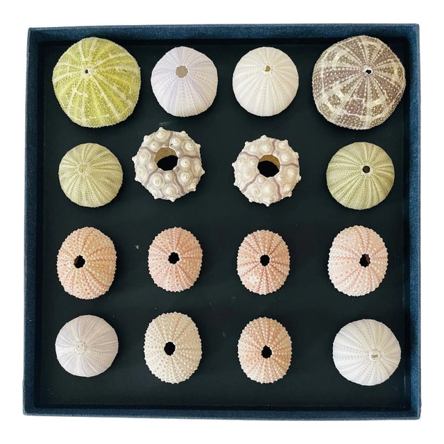 Natures Beauty Coastal Sea Shells Natural History For Sale