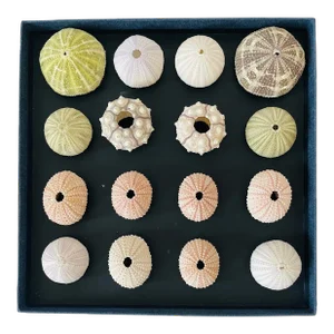 Natures Beauty Coastal Sea Shells Natural History