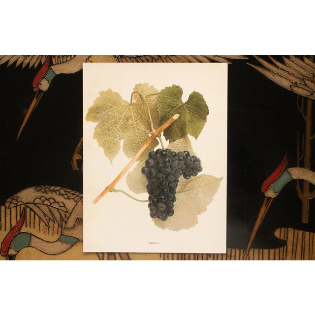 1900s U. P. Hedrick, Original Antique Photogravure of America Grapes For Sale In Dallas - Image 6 of 7