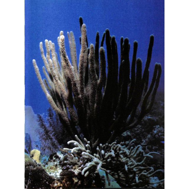 Traditional "Coral Gardens" 1978 Riefenstahl, Leni For Sale - Image 3 of 8