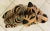 Vintage 1970's Large Scale Hand Painted Ceramic Tiger Figure For Sale - Image 10 of 12
