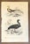 Up for sale is this antique hand-colored engraving from Charles D'Orbigny's "Dictionnaire Universel d'Histoire Naturelle",...