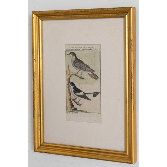 19th Century Set of Framed Avian / Bird Engravings For Sale - Image 9 of 11