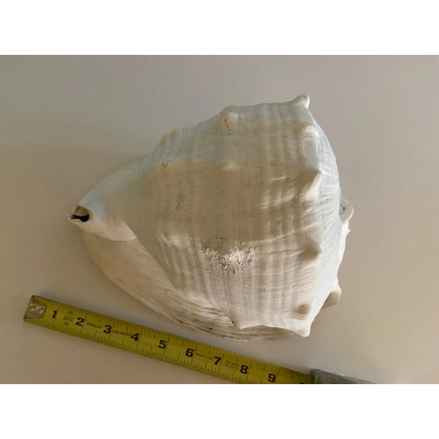 Vintage Large Helmet Conch Shell 11" Diameter!!! In great condition! 10 inches long, 7 inches high, 7.5 wide!!!!