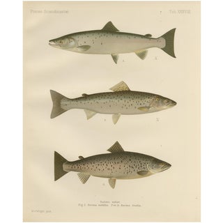 Scandinavian Atlantic Salmon Forms: Exquisite 19th Century Hand-Colored Print, 1895, Print For Sale