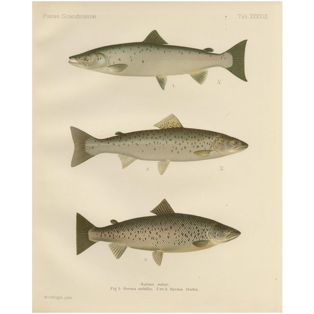 Scandinavian Atlantic Salmon Forms: Exquisite 19th Century Hand-Colored Print, 1895, Print For Sale