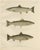 Scandinavian Atlantic Salmon Forms: Exquisite 19th Century Hand-Colored Print, 1895, Print For Sale
