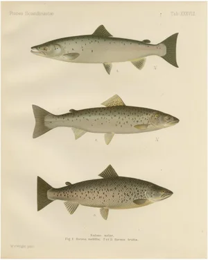 Scandinavian Atlantic Salmon Forms: Exquisite 19th Century Hand-Colored Print, 1895, Print