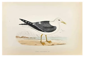 Alexander Francis Lydon, Lesser Black-Backed Gull, Woodcut Print, 1870