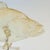 Vintage Acrylic Fish Sculpture For Sale - Image 4 of 11