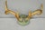 Antique Victorian Taxidermy Whitetail Deer Antler Wall Mount Metal Shield Plaque For Sale - Image 15 of 15