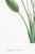 Bird of Paradise Illustration, Vintage Botanical Art Print Reproduction, 40" X 60" For Sale - Image 10 of 11