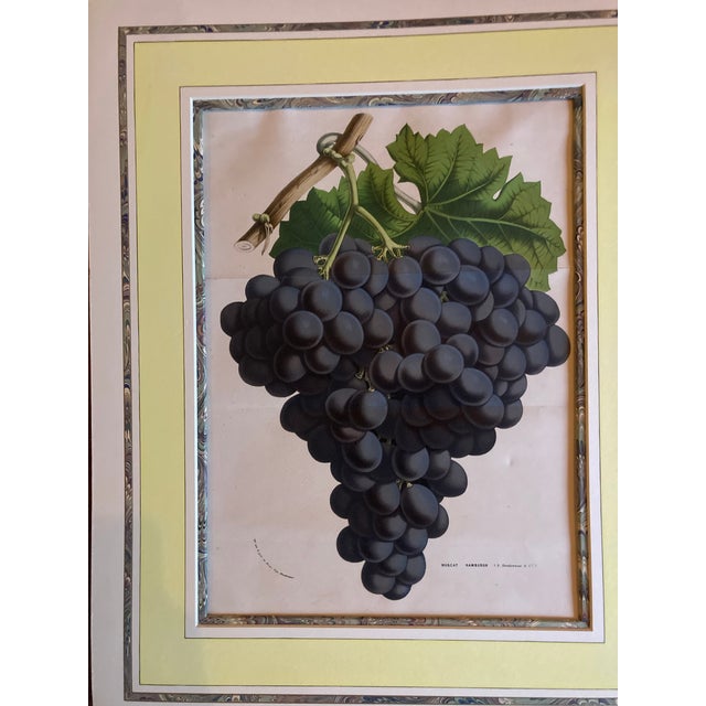 Charming pair of colorful grape engravings set in hand made watercolor mattings.