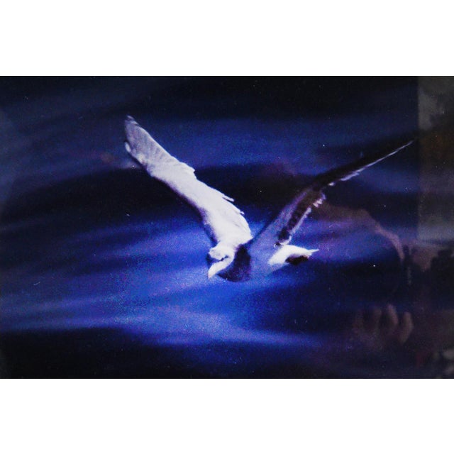 Capture the magic of a moonlit night with this photograph by 4th generation photographer, Abbas Shirmohammadi. A bird...