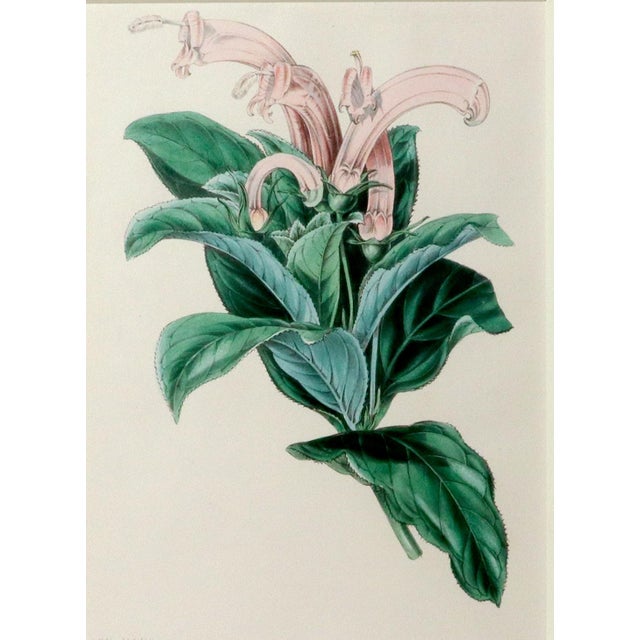 Botanical Print of Centropogon surinamensis from Paxton’s Magazine of Botany S. Holden, del. & lith. | In: Paxton’s...