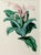 Botanical Print of Centropogon surinamensis from Paxton’s Magazine of Botany S. Holden, del. & lith. | In: Paxton’s...
