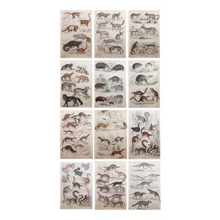 After Cpt. Brown, Big Cat Illustrations, 1835, Prints, Set of 12 For Sale