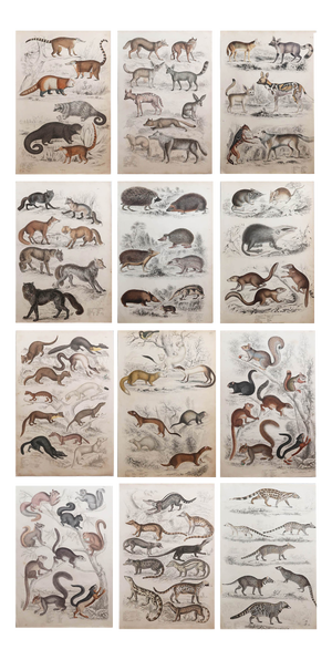 After Cpt. Brown, Big Cat Illustrations, 1835, Prints, Set of 12
