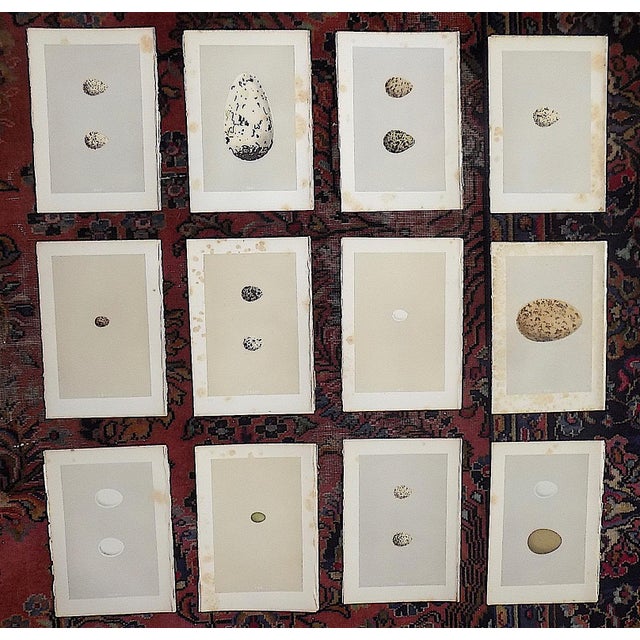 Antique 19th Century Hand Colored Egg Lithographs - Set of 12 For Sale - Image 9 of 9