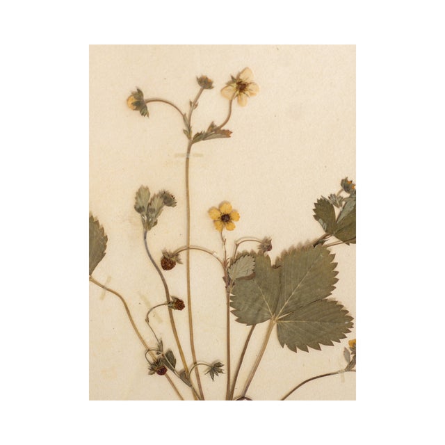 Vintage Swedish Herbarium - Strawberry, circa 1933 Including the most darling pressed berries.