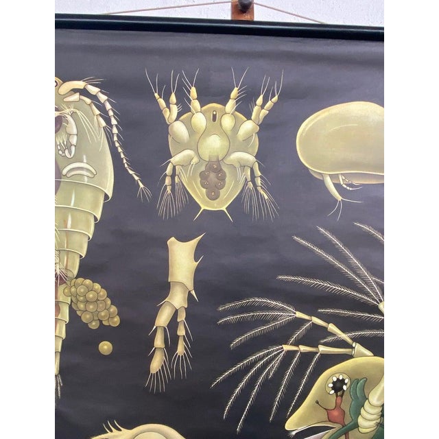 Jung Koch Quentell 1960s Jung Koch Quentell Educational Zoological Daphnea and Cyclops Wall Chart For Sale - Image 4 of 13