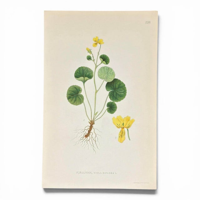Set of 4 Antique Swedish Botanical Prints | Yellow & Green Wildflowers For Sale - Image 4 of 9