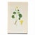 Set of 4 Antique Swedish Botanical Prints | Yellow & Green Wildflowers For Sale - Image 4 of 9