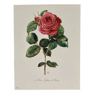 Madeleine Rollinat, Rose (Gloria di Roma), 1960, Watercolor For Sale