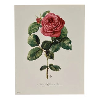 Madeleine Rollinat, Rose (Gloria di Roma), 1960, Watercolor For Sale